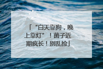 “白天靠狗，晚上靠灯”！菌子近期疯长！别乱捡