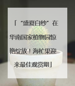 “盛夏白纱”在华南国家植物园惊艳绽放！海杧果迎来最佳观赏期