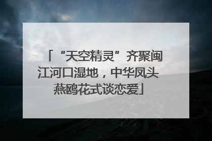 “天空精灵”齐聚闽江河口湿地，中华凤头燕鸥花式谈恋爱