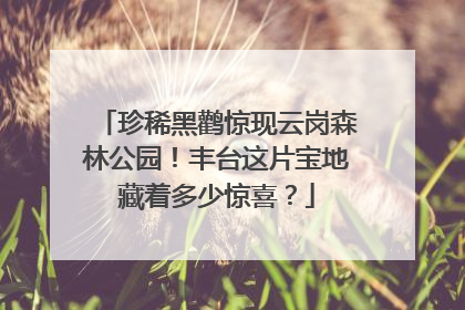 珍稀黑鹳惊现云岗森林公园！丰台这片宝地藏着多少惊喜？