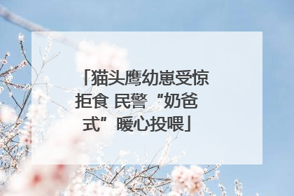 猫头鹰幼崽受惊拒食 民警“奶爸式”暖心投喂