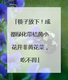 筷子放下！成都绿化带桔黄小花并非黄花菜，吃不得