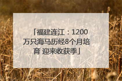福建连江：1200万只海马历经8个月培育 迎来收获季
