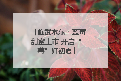 临武水东：蓝莓甜蜜上市 开启“莓”好初夏