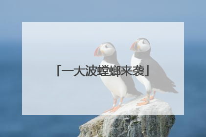 一大波螳螂来袭