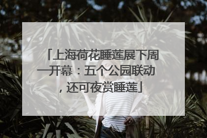上海荷花睡莲展下周一开幕：五个公园联动，还可夜赏睡莲