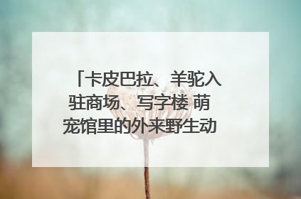 卡皮巴拉、羊驼入驻商场、写字楼 萌宠馆里的外来野生动物暗藏哪些隐患？