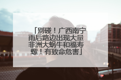 别碰！广西南宁雨后路边出现大量非洲大蜗牛和福寿螺！有致命危害