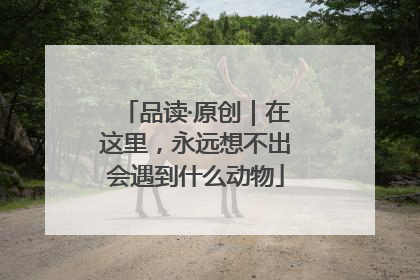 品读·原创｜在这里，永远想不出会遇到什么动物