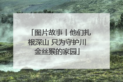 图片故事丨他们扎根深山 只为守护川金丝猴的家园