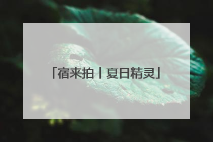 宿来拍丨夏日精灵