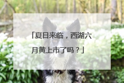 夏日来临，西湖六月黄上市了吗？