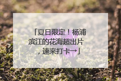 夏日限定！杨浦滨江的花海超出片，速来打卡→