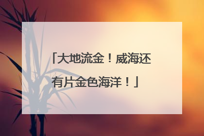 大地流金！威海还有片金色海洋！