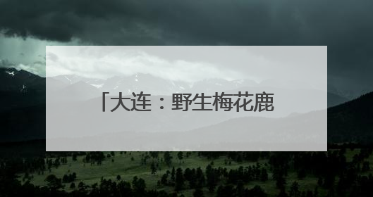 大连：野生梅花鹿与市民和谐相处
