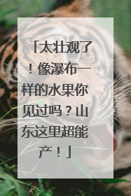 太壮观了！像瀑布一样的水果你见过吗？山东这里超能产！