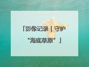 影像记录｜守护“海底草原”