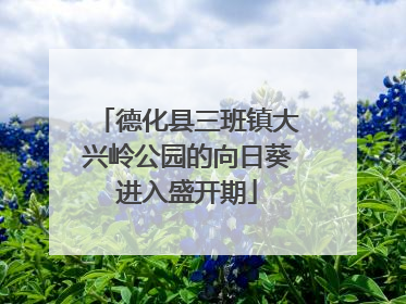 德化县三班镇大兴岭公园的向日葵进入盛开期
