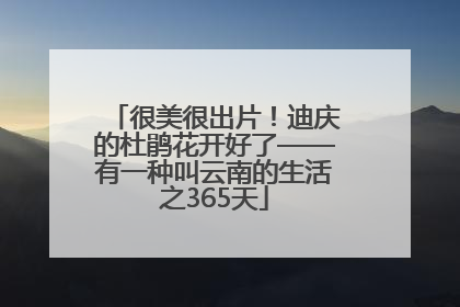 很美很出片！迪庆的杜鹃花开好了——有一种叫云南的生活之365天