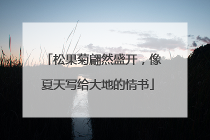 松果菊翩然盛开，像夏天写给大地的情书