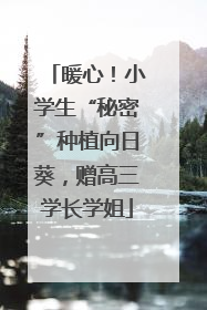 暖心！小学生“秘密”种植向日葵，赠高三学长学姐
