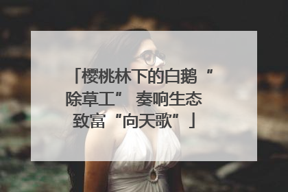 樱桃林下的白鹅“除草工” 奏响生态致富“向天歌”