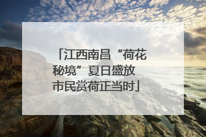 江西南昌“荷花秘境”夏日盛放 市民赏荷正当时