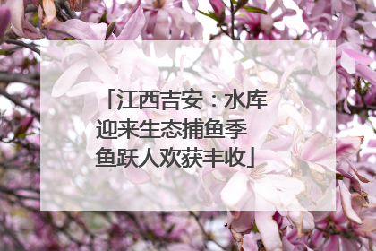 江西吉安：水库迎来生态捕鱼季 鱼跃人欢获丰收