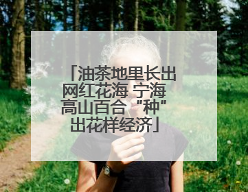 油茶地里长出网红花海 宁海高山百合“种”出花样经济