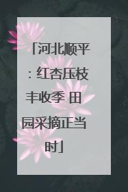 河北顺平：红杏压枝丰收季 田园采摘正当时