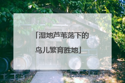 湿地芦苇荡下的鸟儿繁育胜地