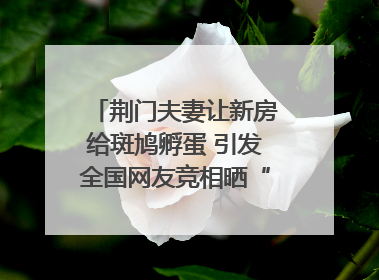 荆门夫妻让新房给斑鸠孵蛋 引发全国网友竞相晒“人鸟共处”图