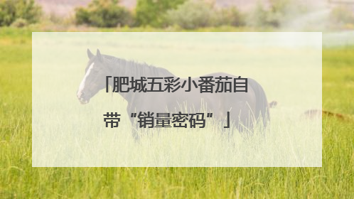 肥城五彩小番茄自带“销量密码”