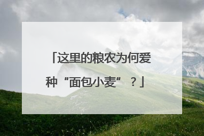 这里的粮农为何爱种“面包小麦”？