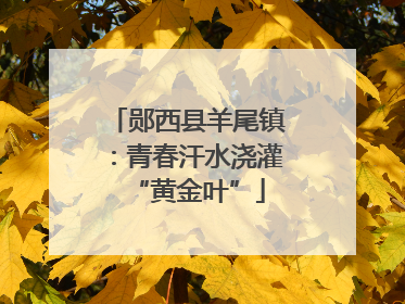 郧西县羊尾镇：青春汗水浇灌“黄金叶”