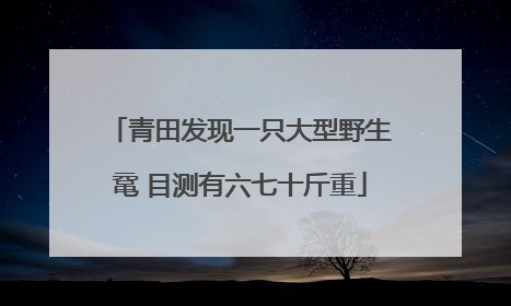 青田发现一只大型野生鼋 目测有六七十斤重