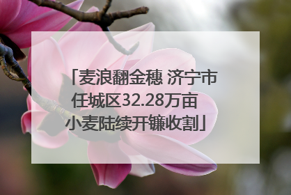 麦浪翻金穗 济宁市任城区32.28万亩小麦陆续开镰收割
