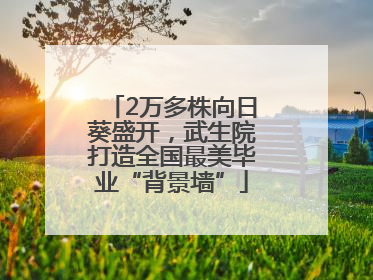 2万多株向日葵盛开，武生院打造全国最美毕业“背景墙”