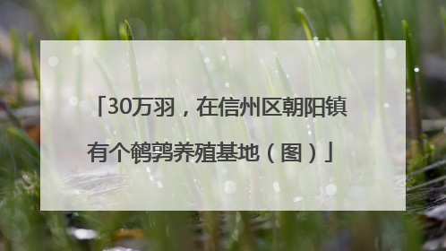 30万羽，在信州区朝阳镇有个鹌鹑养殖基地（图）